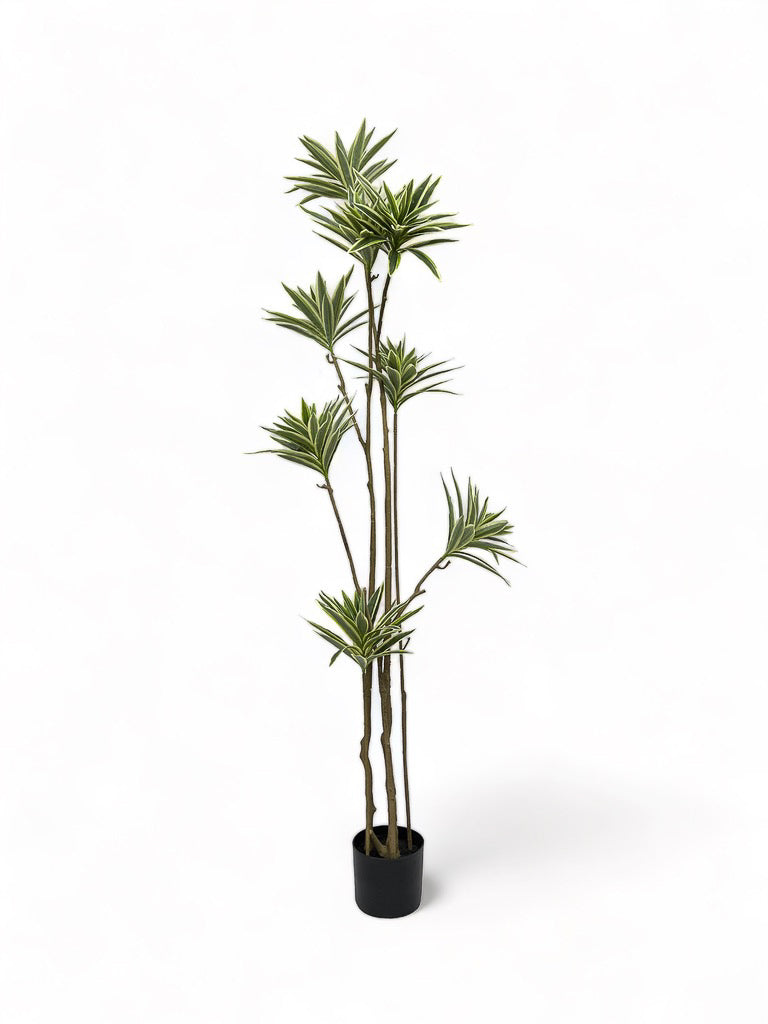 Lily Tree
