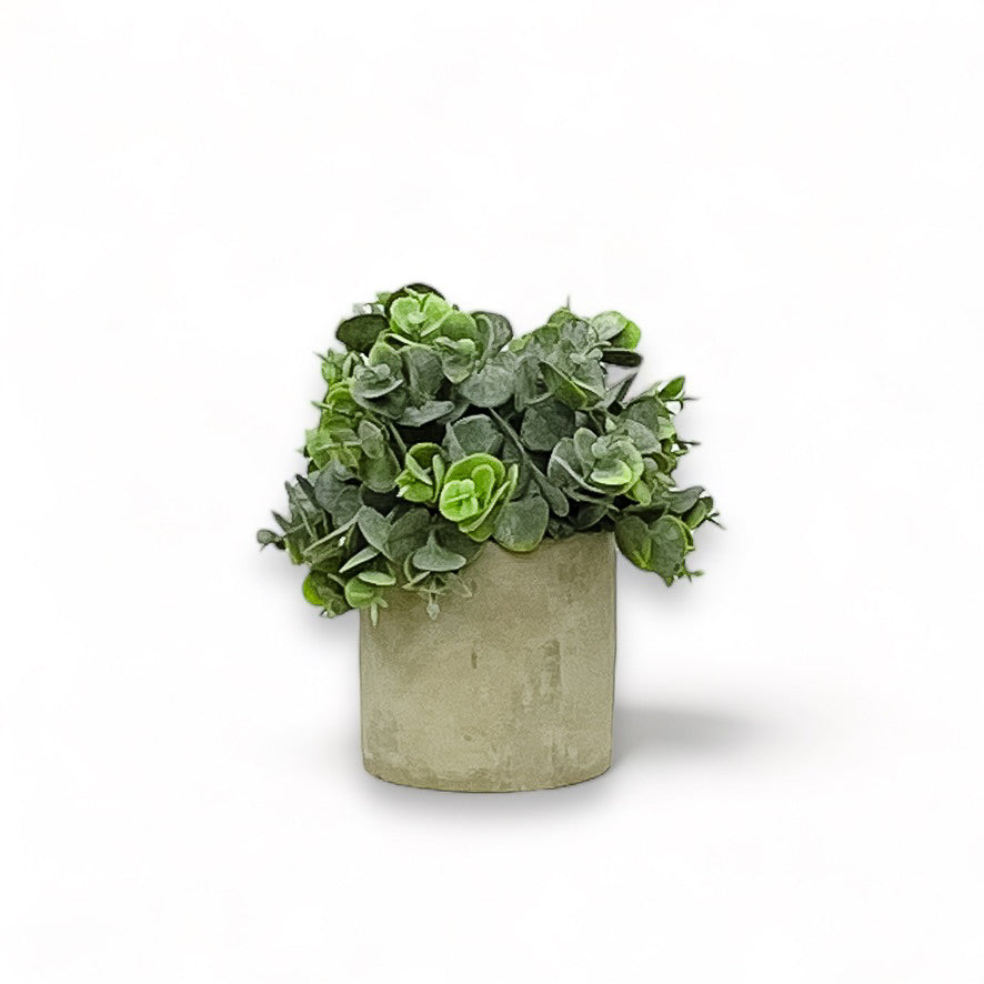 Penny Grass, Cement Pot