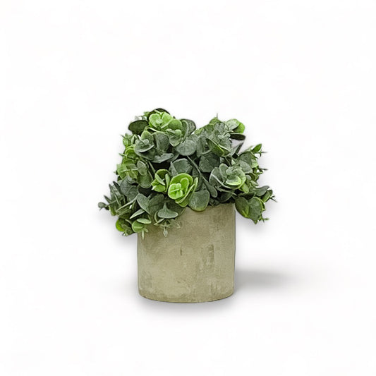 Penny Grass, Cement Pot
