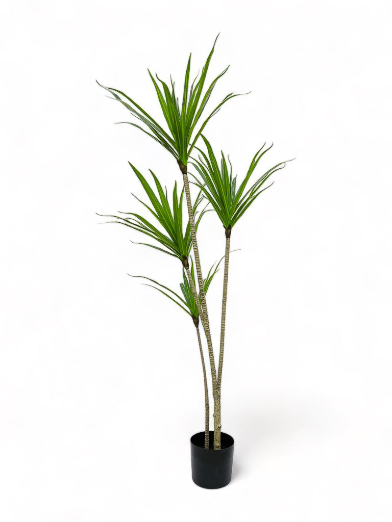 Dracaena