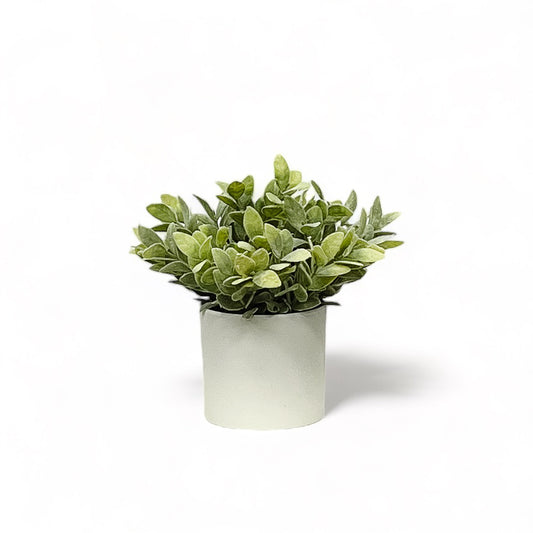 Salvia, White Pot