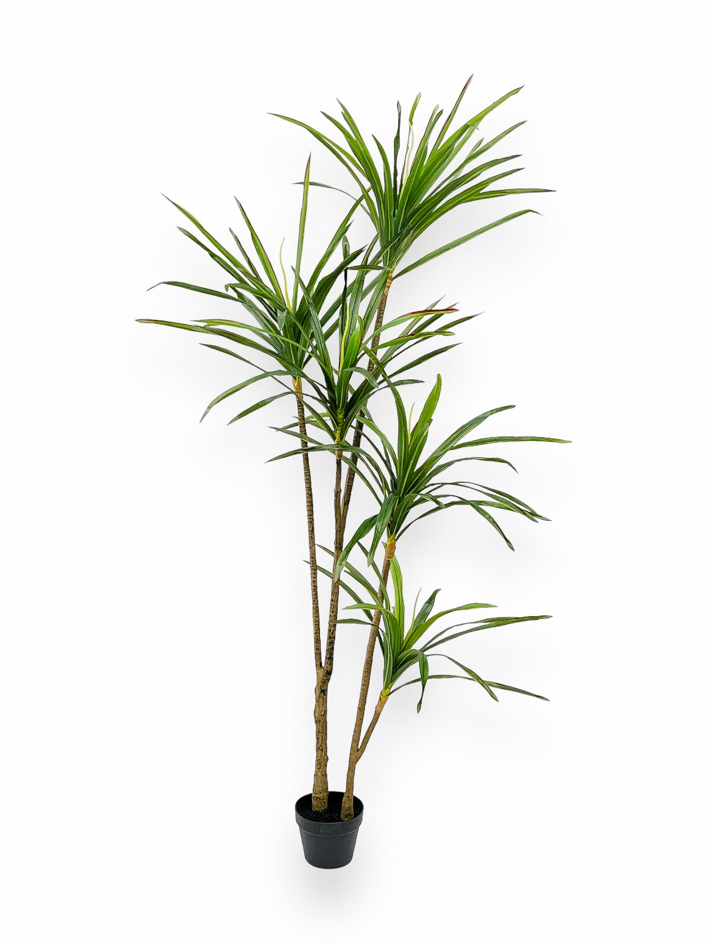 Brazil Tree
