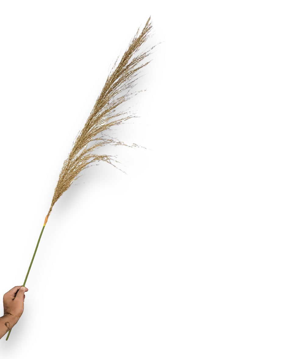 Natural Reed Stems
