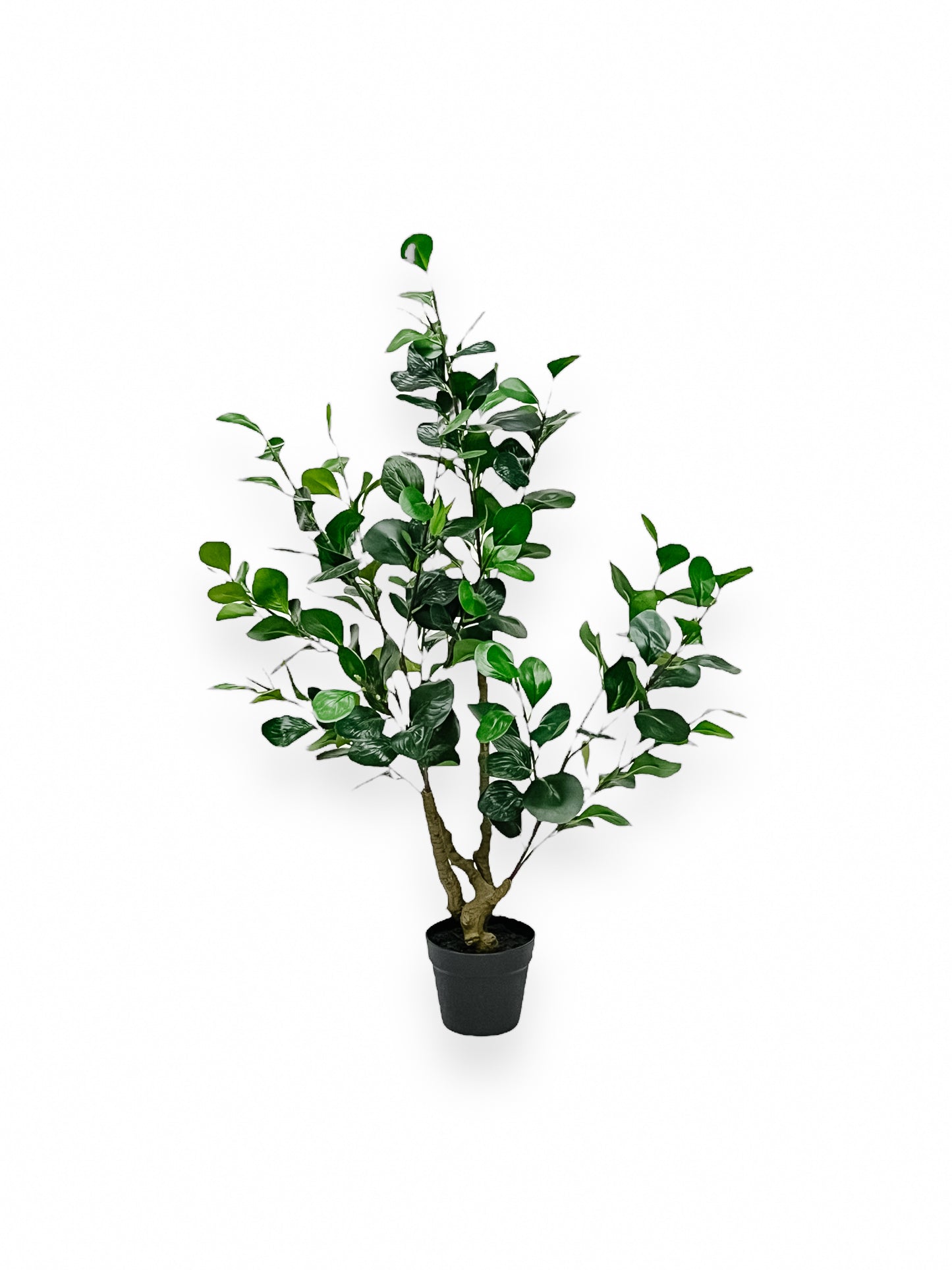 Green Jade Plant