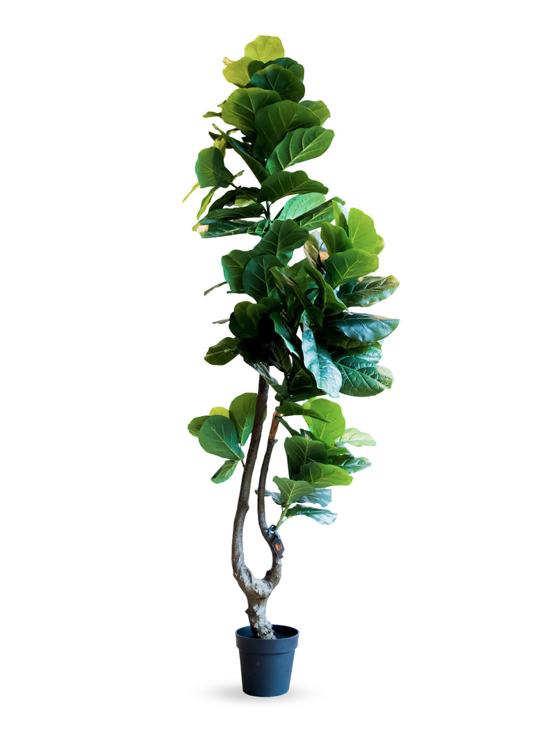 Fiddle Leaf Fig Tree