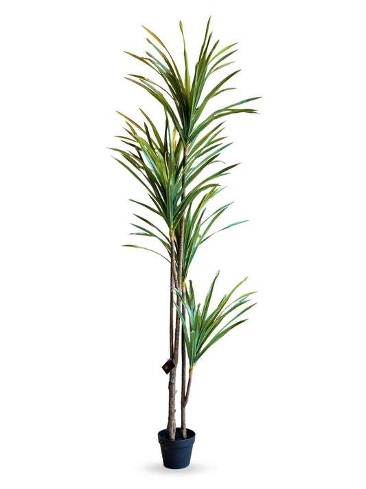Brazil Tree