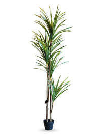 Brazil Tree