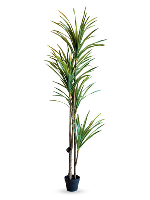 Brazil Tree
