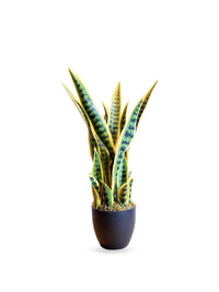 Snake Plant