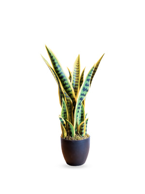 Snake Plant