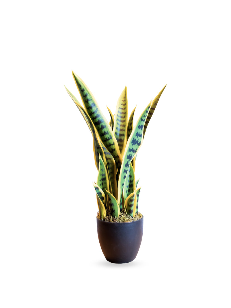 Snake Plant