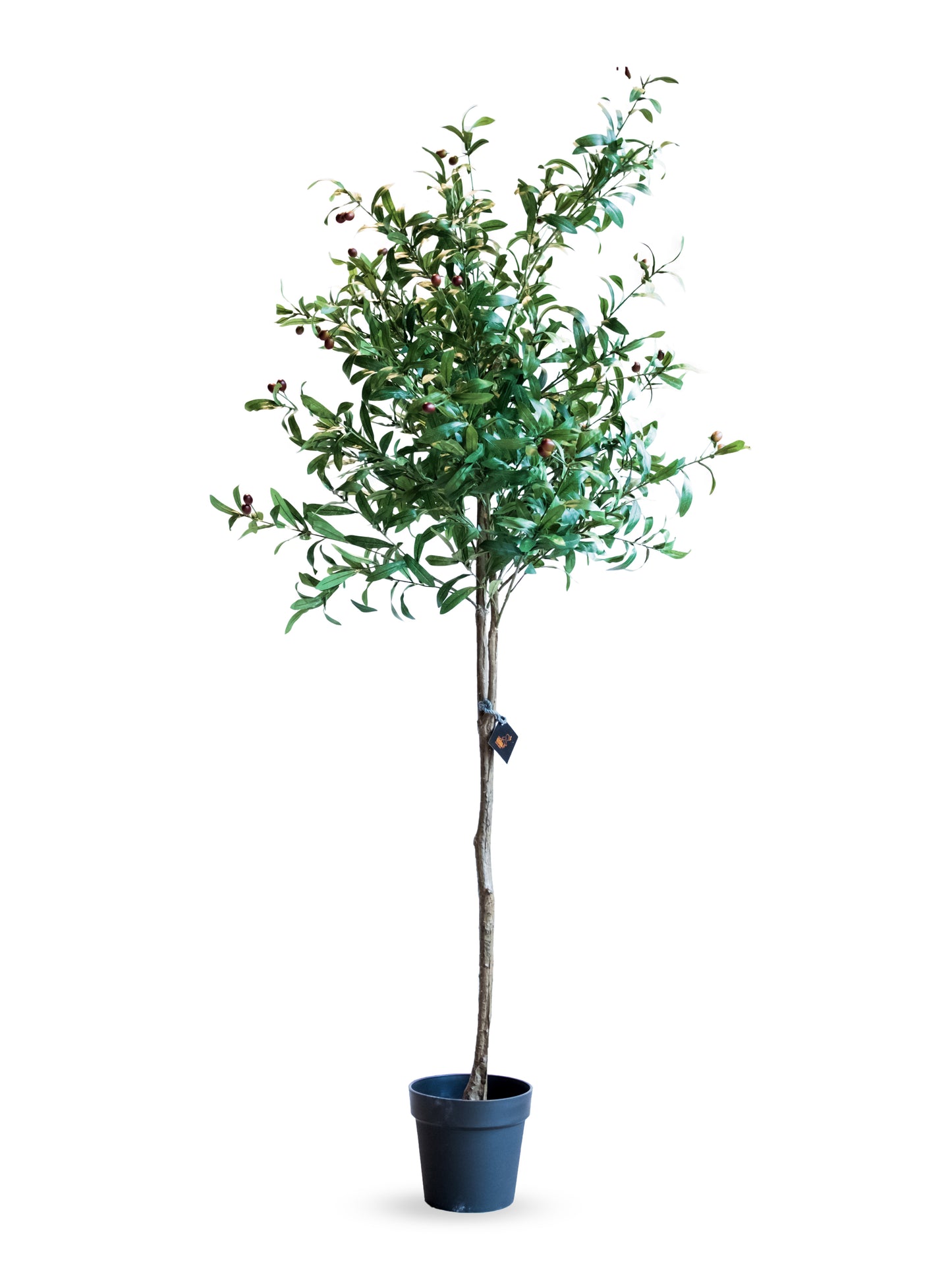 Olivo Tree