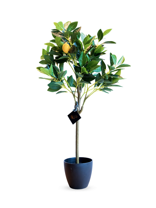 Lemon Tree
