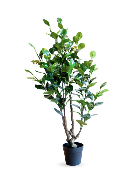 Green Jade Plant