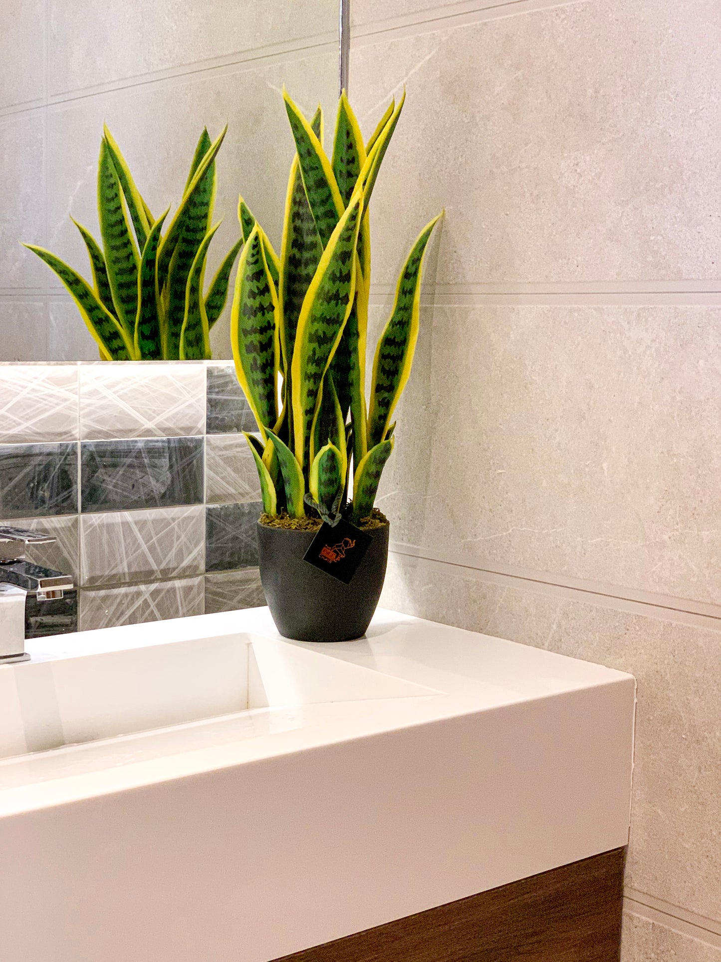 Snake Plant