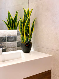 Snake Plant