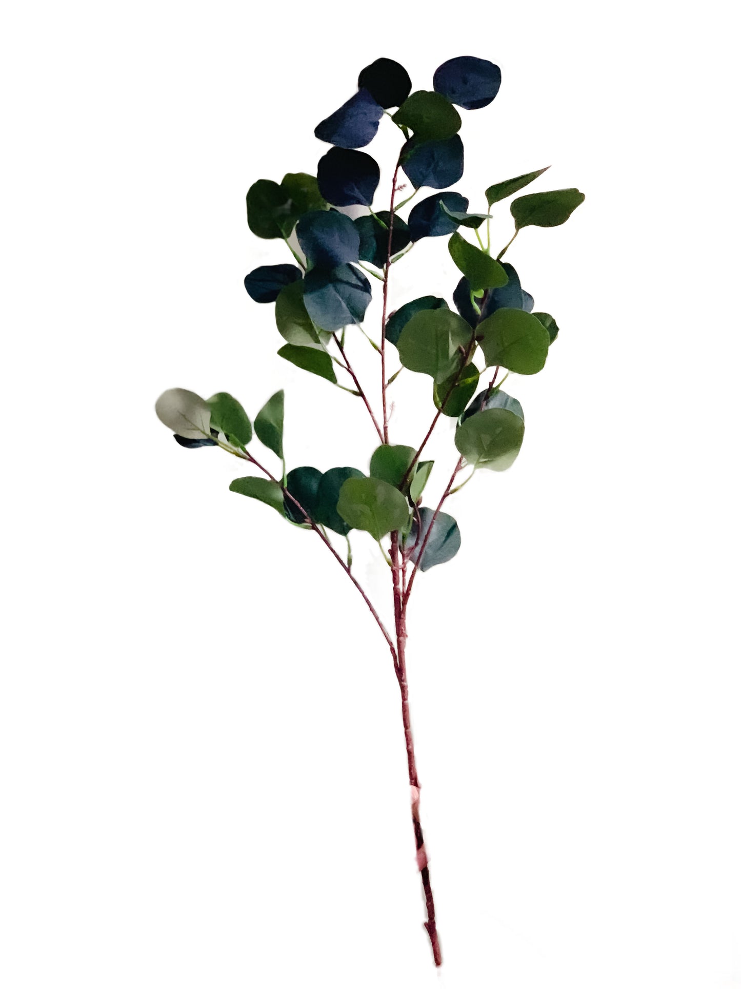 Eucalyptus Spray Branch